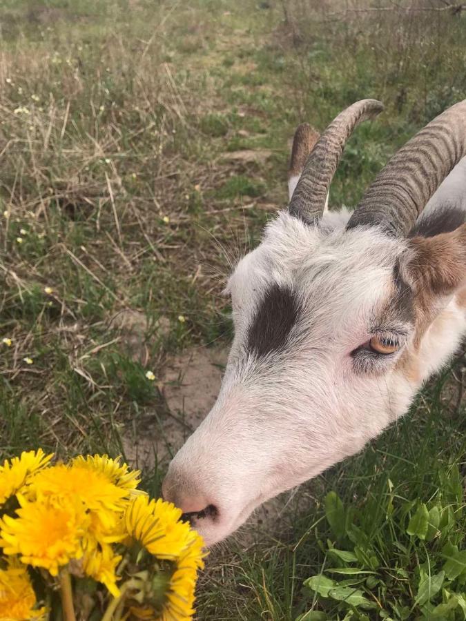 Eco Dom V Lesu Vendégház Bila Krinicja Kültér fotó